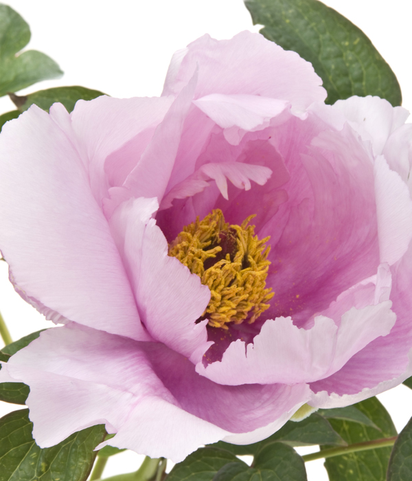 Tree peony - Pink phoenix (Feng Dan Fen) | Centro Botanico Moutan